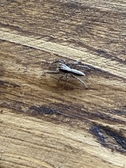 Platycryptus californicus