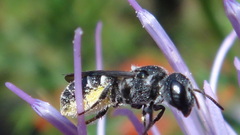 Osmiini