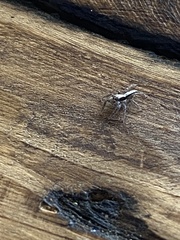 Platycryptus californicus
