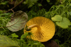 Chrysomphalina chrysophylla