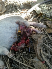 Vespa velutina nigrithorax