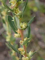 Clutia ericoides