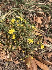 Gutierrezia texana
