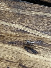 Platycryptus californicus