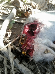 Vespa velutina nigrithorax