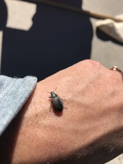 Bothrotes canaliculatus