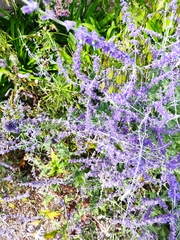 Salvia yangii