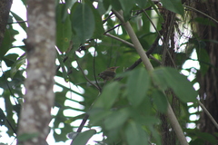 Helmitheros vermivorum
