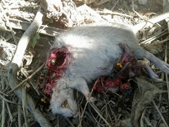 Vespa velutina nigrithorax