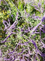 Salvia yangii