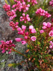 Phyllodoce empetriformis