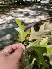 Quercus falcata