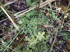 Trifolium monanthum grantianum