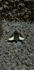 Thysanoplusia orichalcea