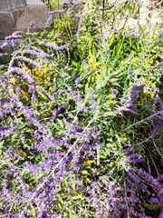 Salvia yangii