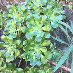 Aeonium lindleyi image