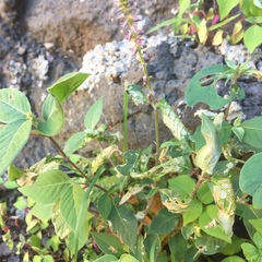 Achyranthes aspera sicula