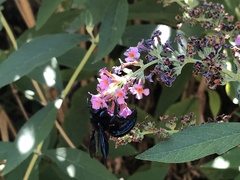 Xylocopa californica