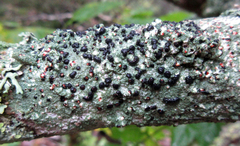 Mycoblastus sanguinarioides