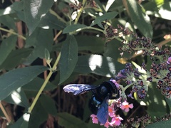 Xylocopa californica