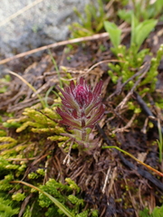 Castilleja