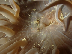 Periclimenes sagittifer