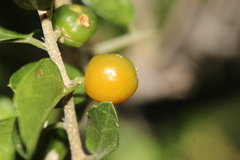 Celtis pallida