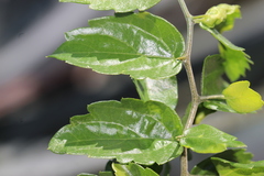 Celtis pallida