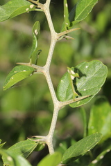 Celtis pallida