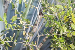 Celtis pallida