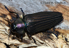 Actenodes chalybaeitarsis