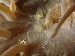 Periclimenes sagittifer