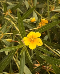 Ludwigia peploides