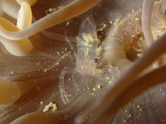 Periclimenes sagittifer