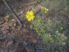 Hibbertia virgata
