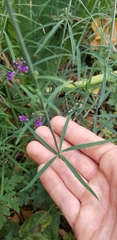 Linaria purpurea