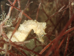 Hippocampus hippocampus