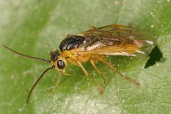 Nematinae
