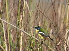 Tachuris rubrigastra