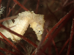 Hippocampus hippocampus