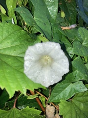 Calystegia