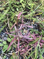 Pedicularis labradorica