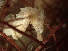 Hippocampus hippocampus