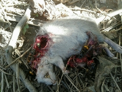 Rattus rattus