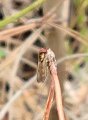 Melanostoma mellinum