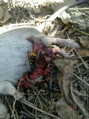 Rattus rattus