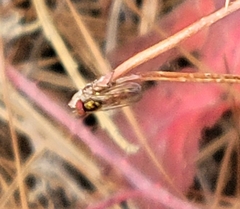 Melanostoma mellinum