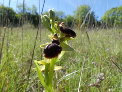 Ophrys sphegodes passionis