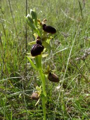 Ophrys sphegodes passionis