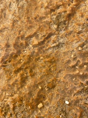 Bacteria